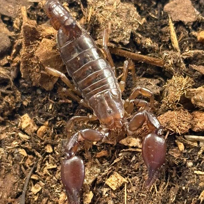 Didymocentrus krausi  (Central American Dwarf Forest Scorpion)