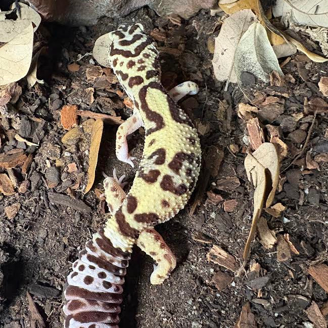 Eublepharis macularius Leopard Gecko) Female