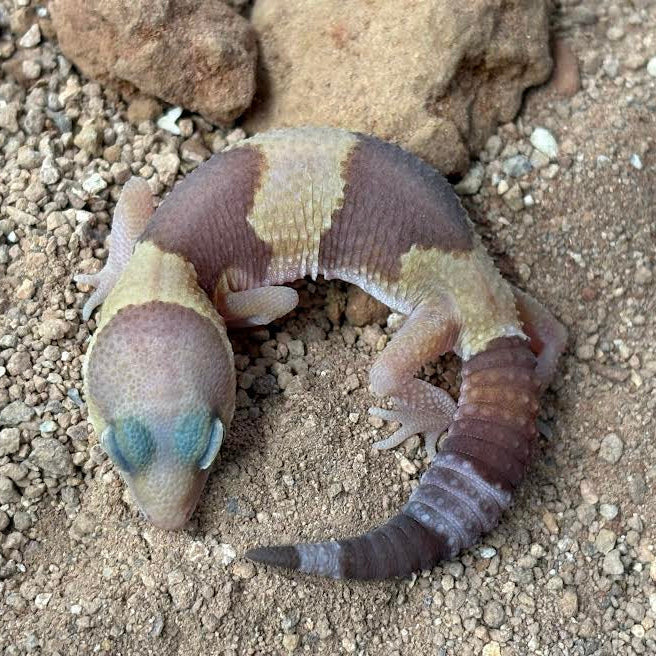[Vancouver Pick-up] Hemitheconyx caudicinctus (Fat-tailed Gecko) AMELANISATIC ASSORTED
