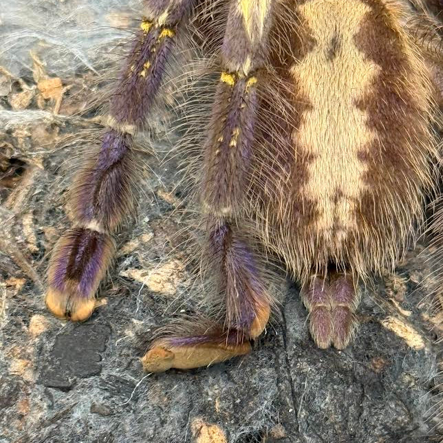 Poecilotheria metallica (Gooty Sapphire Ornamental)