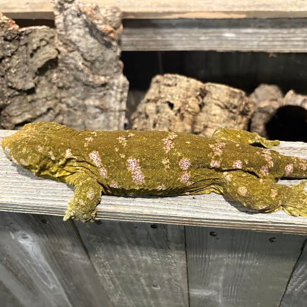 Rhacodactylus leachianus (New Caledonian Giant Gecko) Adult Male Nuu Ana x Nuu Ami