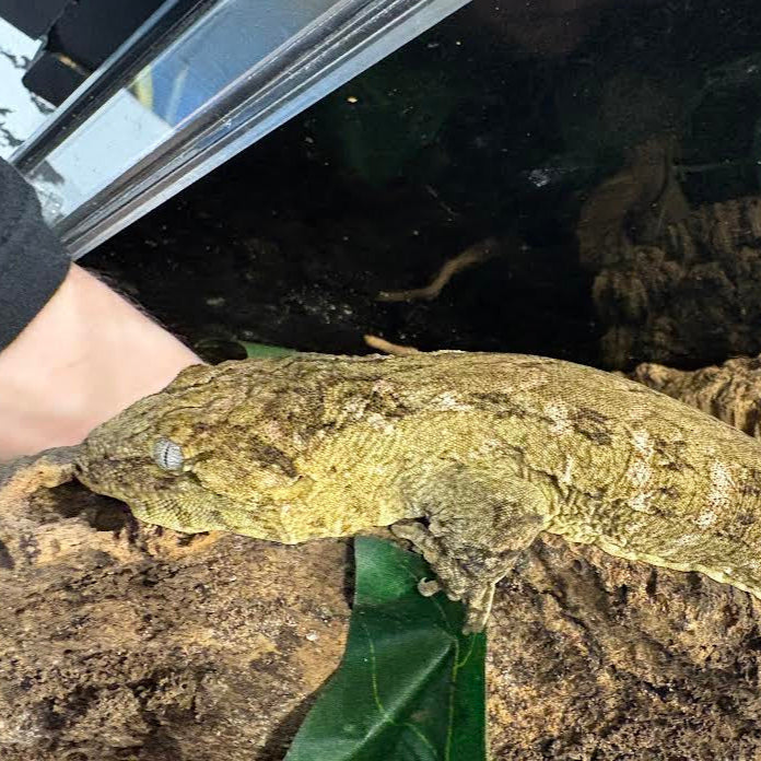 Rhacodactylus leachianus (New Caledonian Giant Gecko) High Color X 10-2-23