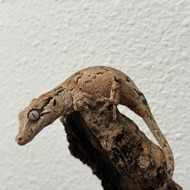 [Vancouver Pick-up] Rhacodactylus auriculatus (Gargoyle Gecko) Normal Reticulated