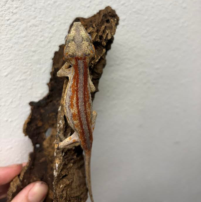Rhacodactylus auriculatus (Gargoyle Gecko) Red Stripe