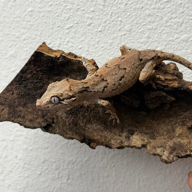[Vancouver Pick-up] Rhacodactylus auriculatus (Gargoyle Gecko) Normal Reticulated