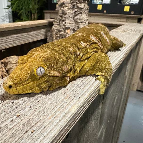 Rhacodactylus leachianus (New Caledonian Giant Gecko) Adult Male Nuu Ana x Nuu Ami