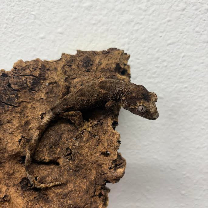 Mniarogekko chahoua (New Caledonian Mossy Gecko) Pine Island
