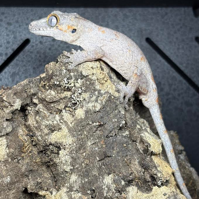 Rhacodactylus auriculatus (Gargoyle Gecko) '25 Orange Reticulated
