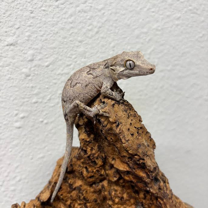 Rhacodactylus auriculatus (Gargoyle Gecko) Normal Reticulated