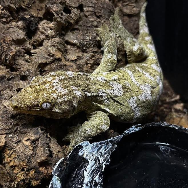 Rhacodactylus leachianus (New Caledonian Giant Gecko) NUU ANA FEMALE