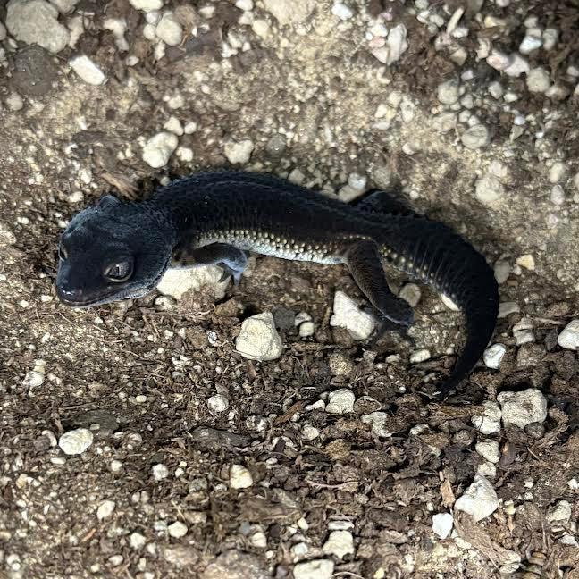 Eublepharis macularius (Leopard Gecko) Black Night - Suspect Male