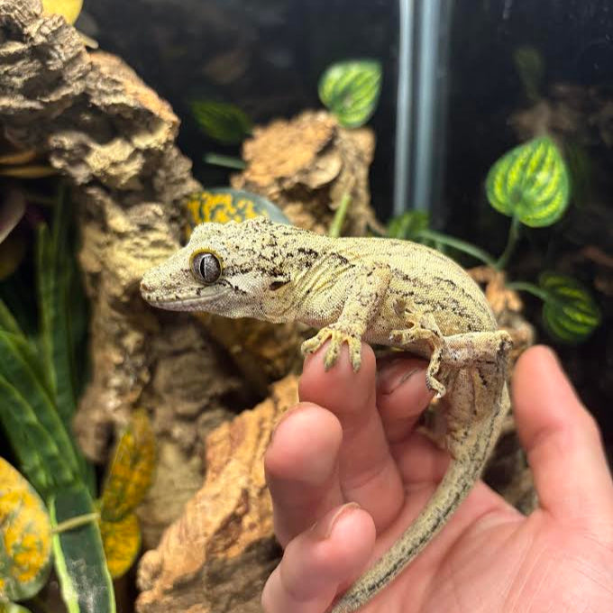 Rhacodactylus auriculatus (Gargoyle Gecko) '19 Yellow Base Stripe Female (Regen Tail)