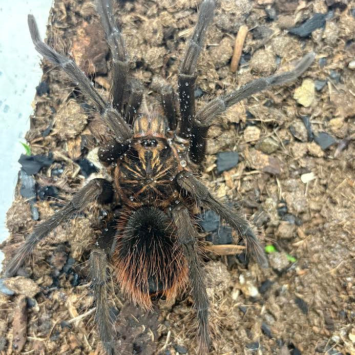 Pamphobeteus sp 'Petersi' Red Bloom