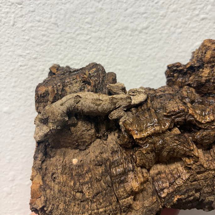 Mniarogekko chahoua (New Caledonian Mossy Gecko) Pine Island