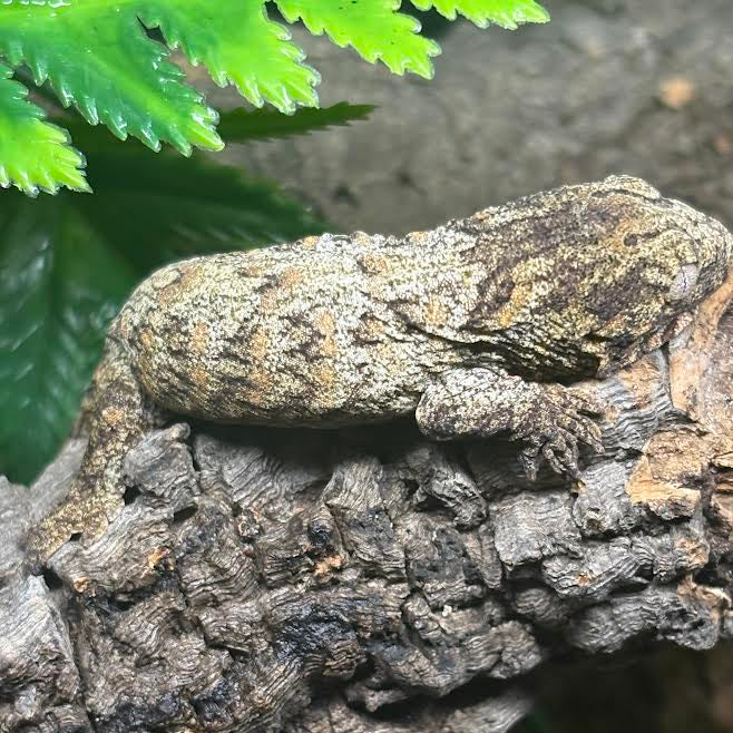 Rhacodactylus leachianus (New Caledonian Giant Gecko) GTX
