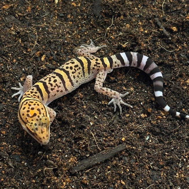 Goniurosaurus bawanglingensis (Bawangling Tiger Cave Gecko)