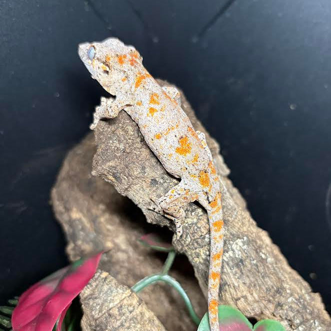 Rhacodactylus auriculatus (Gargoyle Gecko) Orange Blotched