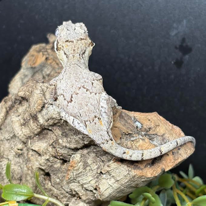 Rhacodactylus auriculatus (Gargoyle Gecko) '25 Reticulated Normal