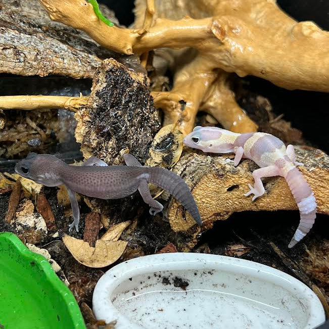 Hemitheconyx caudicinctus (Fat-tailed Gecko) MIX