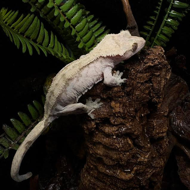 Correlophus ciliatus (Crested Gecko) FEMALE