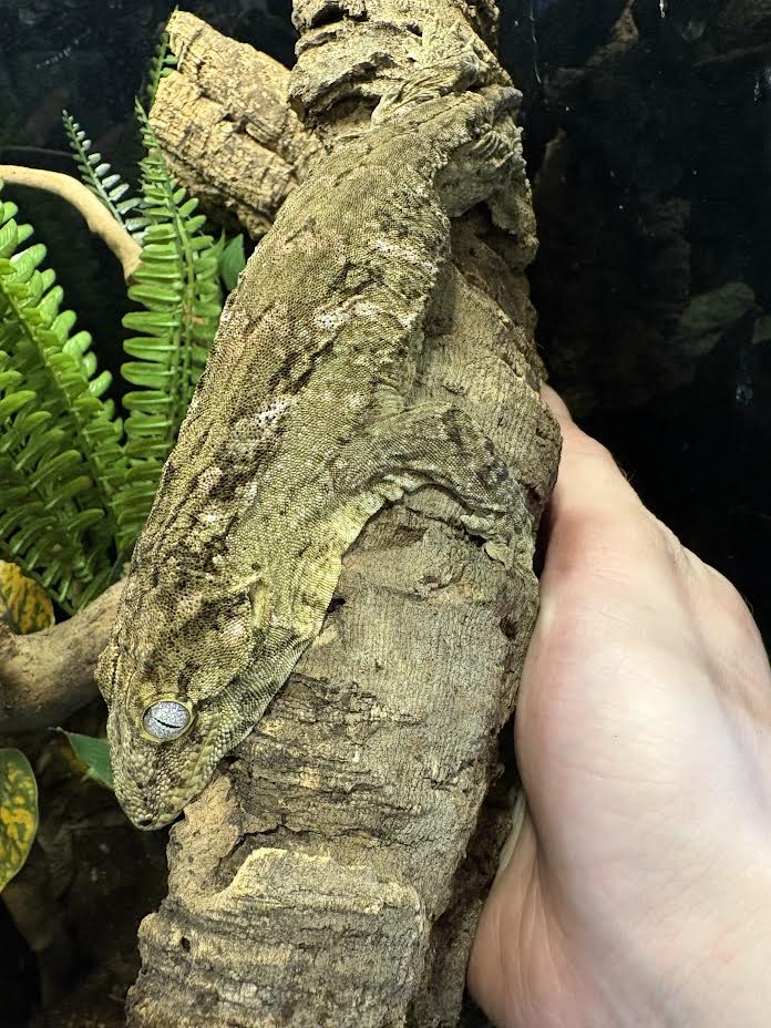 Rhacodactylus leachianus (New Caledonian Giant Gecko) High Color X 10-2-23