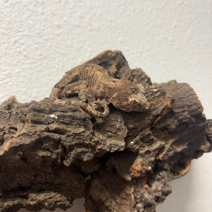 Mniarogekko chahoua (New Caledonian Mossy Gecko) Pine Island