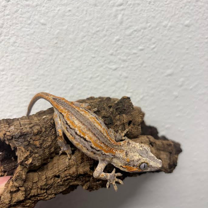 Rhacodactylus auriculatus (Gargoyle Gecko) Normal Stripe Orange