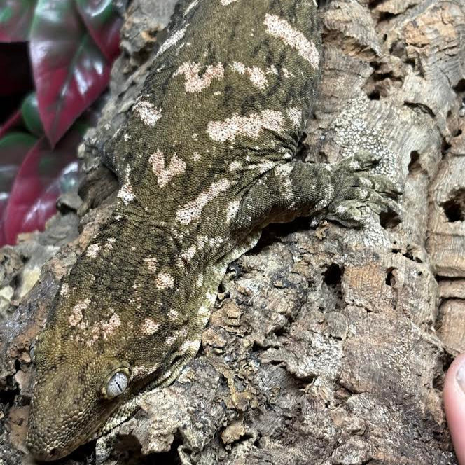 Rhacodactylus leachianus (New Caledonian Giant Gecko) Nuu Ana x Nuu Ami 6-15-24