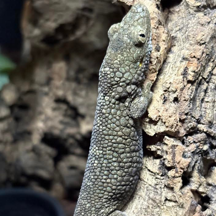 Eurydactylodes occidentalis (Chameleon Gecko) FEMALE #2