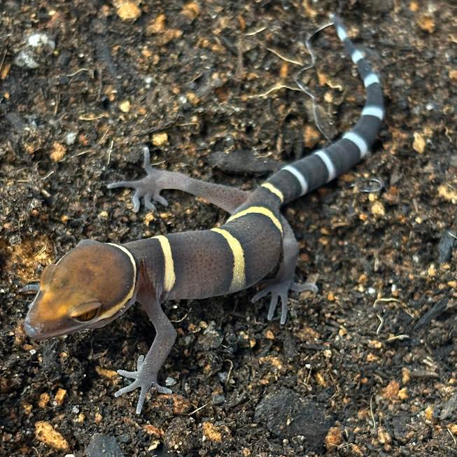Goniurosaurus bawanglingensis (Bawangling Tiger Cave Gecko)