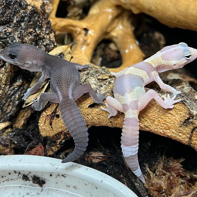 Hemitheconyx caudicinctus (Fat-tailed Gecko) MIX
