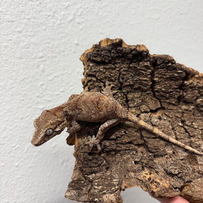 Rhacodactylus auriculatus (Gargoyle Gecko) Normal Reticulated