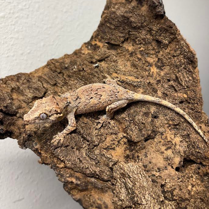 Rhacodactylus auriculatus (Gargoyle Gecko) Normal Reticulated