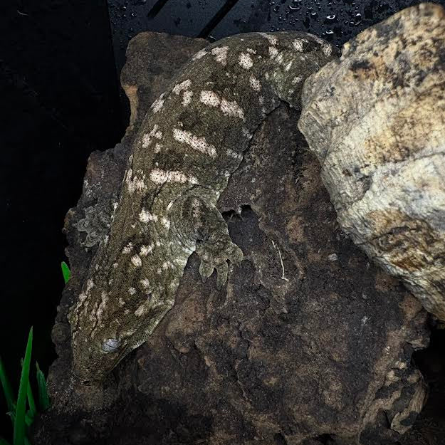 Rhacodactylus leachianus (New Caledonian Giant Gecko) High Color Cross (SF)