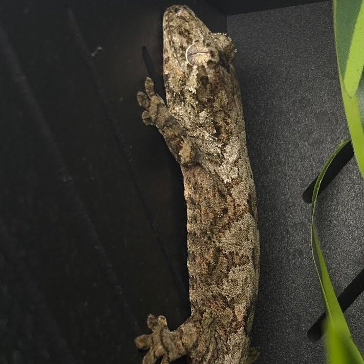 Mniarogekko chahoua (Mossy New Caledonian Gecko) Pine Isle *Kink Tail Pet Only*