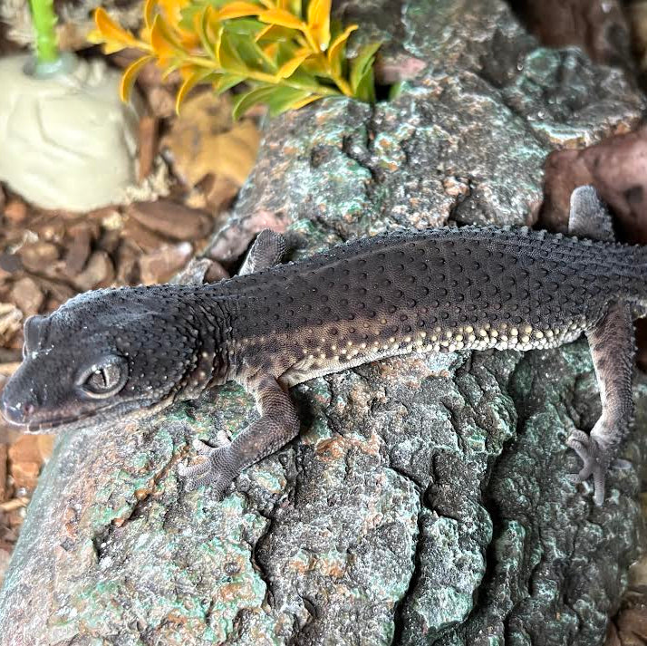 Eublepharis macularius (Leopard Gecko) Black Night - Female