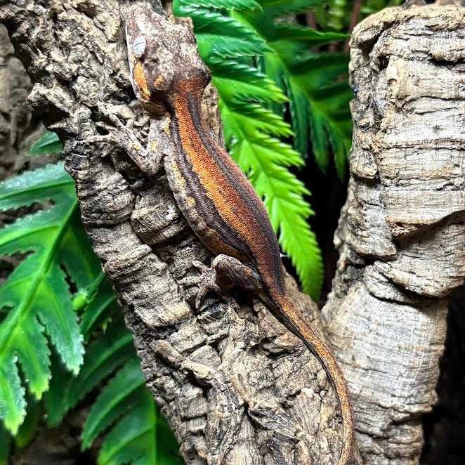 Rhacodactylus auriculatus (Gargoyle Gecko) Red Super Stripe