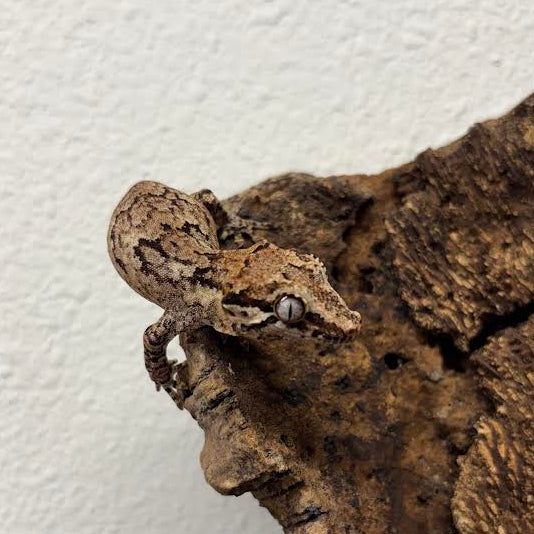 Rhacodactylus auriculatus (Gargoyle Gecko) Normal Reticulated