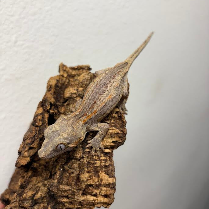 Rhacodactylus auriculatus (Gargoyle Gecko) Normal Stripe
