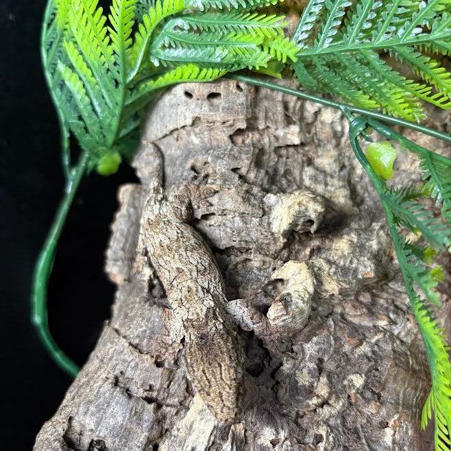 Rhacodactylus leachianus (New Caledonian Giant Gecko) GTX