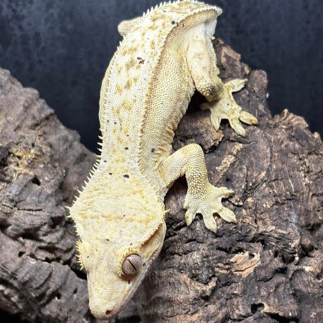 Correlophus ciliatus (Crested Gecko) 'Yellow' Female - Missing Tail