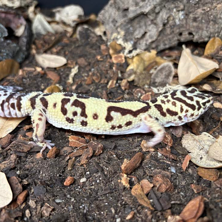 Eublepharis macularius Leopard Gecko) Female