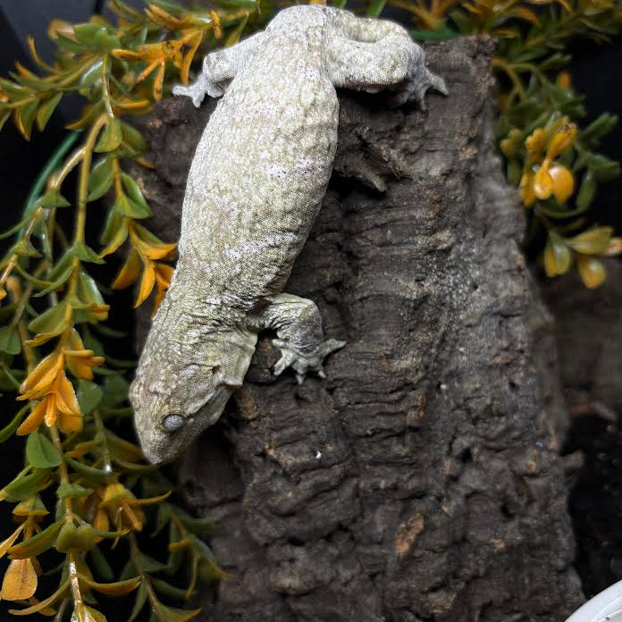 Rhacodactylus leachianus (New Caledonian Giant Gecko) High Color Cross 10-5-23