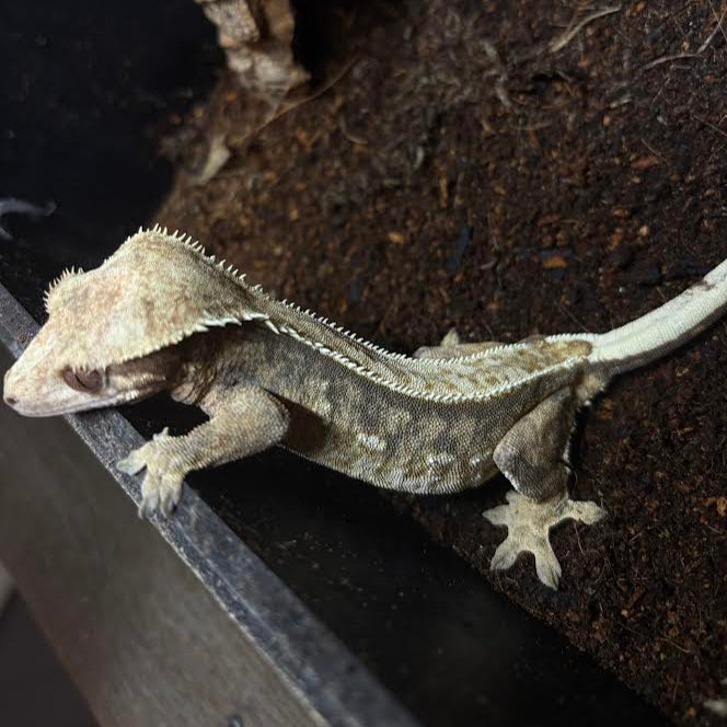 Correlophus ciliatus (Crested Gecko) Female