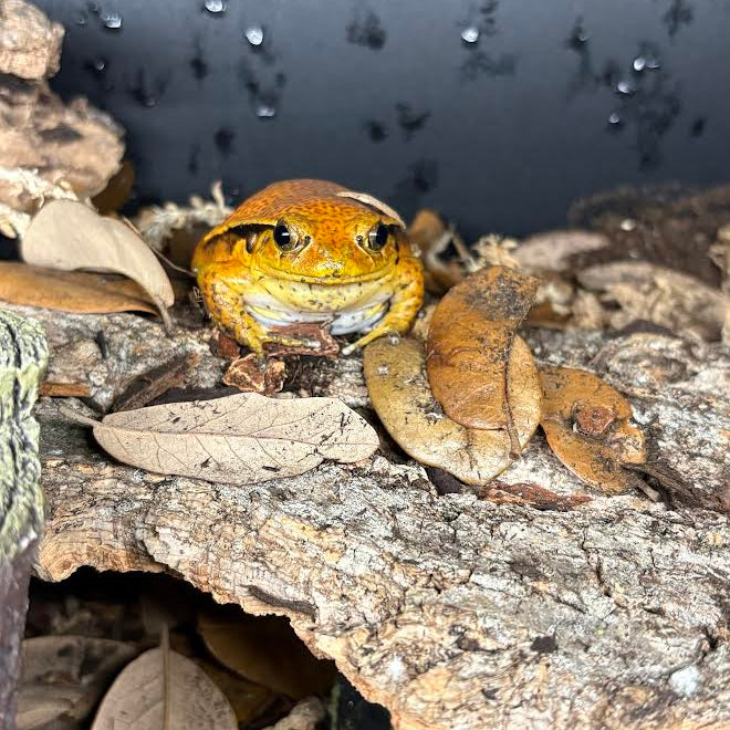 Dyscophus guineti (Tomato Frog)