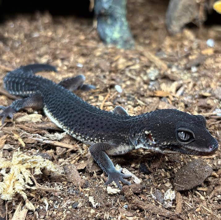 Eublepharis macularius (Leopard Gecko) Black Night Male - Suspect Male
