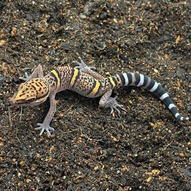 Goniurosaurus bawanglingensis (Bawangling Tiger Cave Gecko)