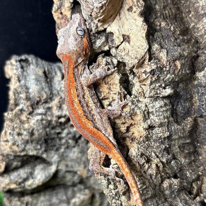 Rhacodactylus auriculatus (Gargoyle Gecko) Red Stripe