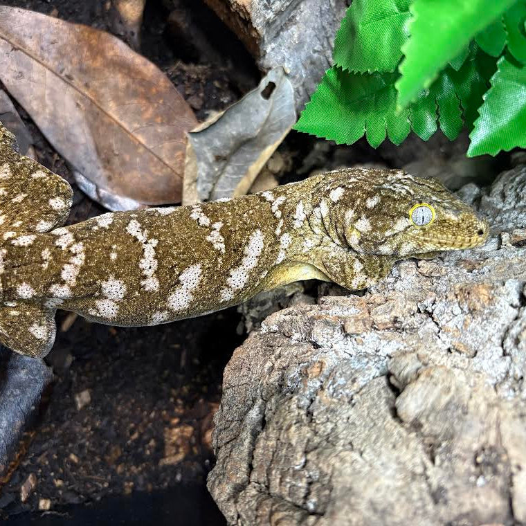 Rhacodactylus leachianus (New Caledonian Giant Gecko) Grande Terre FEMALE