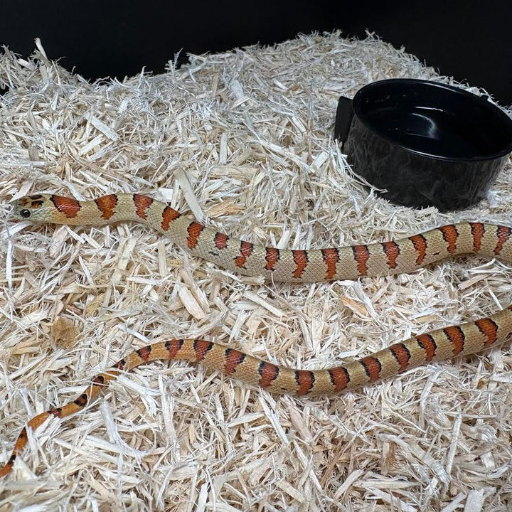 Lampropeltis leonis (Variable Kingsnake)